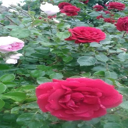 Daire Familienspass In *